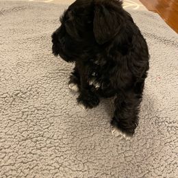 Miniature Schnauzer Puppies from Cindy’s Mini Schnauzers