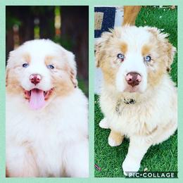 Australian Shepherd Puppies from Brit’s Australian Shepherds