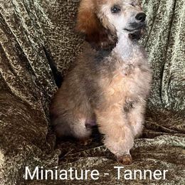 Boy 1 - Sable Poodle puppy in Deltona, Florida from Bindi's Pups