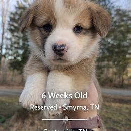 Atlas - Red and white male American Corgi puppy in Centerville, Tennessee from Katerina's American Corgis