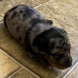 FRECKLES. CKC FULL RIGHTS - Dapple female Dachshund puppy in Elizabethtown, Kentucky from Teeny Tiny Puppy Tails