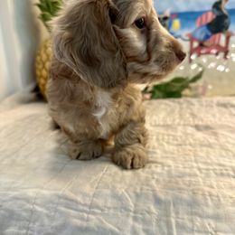 Gwendolyn - Cream female Dachshund puppy in Hensley, Arkansas from The Dachshund Barn