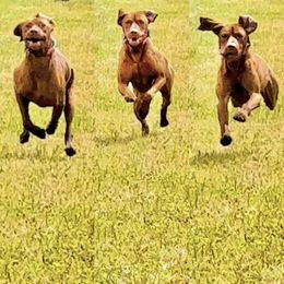 Vizsla All Grown Up from Coast Range Vizslas