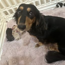 Mia - Dachshund