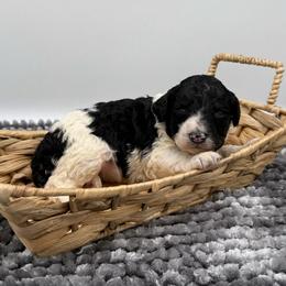 Alma - Parti female Poodle puppy in Greeneville, Tennessee from Smokey Mountain Sheepadoodles