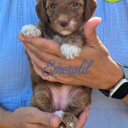 Goldendoodle Puppies from JoZy's Doodles
