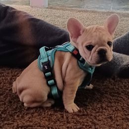 French Bulldog Puppies from Michigan fresh Coast Frenchies