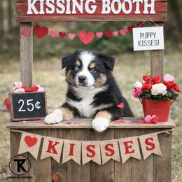 Miller- BTM - Black tri-color male Australian Shepherd puppy in Nacogdoches, Texas from TK Standard, Mini, & Toy Aussies