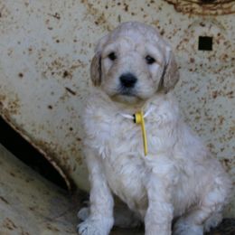 Aussiedoodles and Labradoodles from Mini Acres Farms