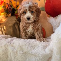 Copper - Red  male Goldendoodle puppy in Somerset, Kentucky from Hilltop Doodles KY LLC