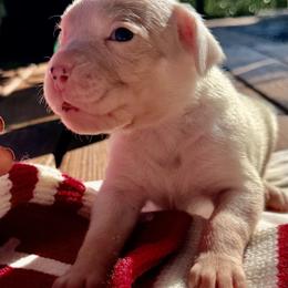 Nolan - White male Boxer puppy in Lago Vista, Texas from Love and Loyalty Boxers