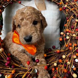 Wish Bear - Apricot male Goldendoodle puppy in Camden, North Carolina from Oopsie Doodles of NC