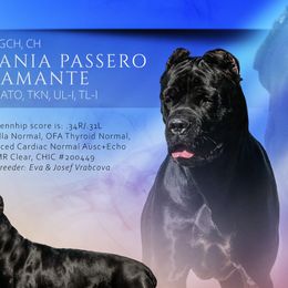 Cane Corso from Zenith Cane Corso