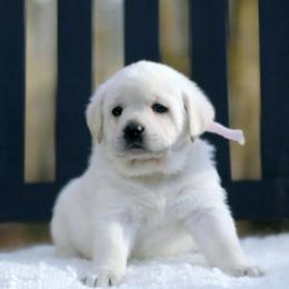 Labrador Retriever Puppies from ROCK CREEK LABRADORS