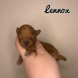 Lennox - Red  male Poodle puppy in Morehead, Kentucky from Paw Perfect Pets