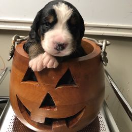 Girl 1 - Black rust and white female Bernese Mountain Dog puppy in Carlotta, California from Aunt-T’s Australian Shepherds