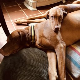 Vizslas from Diamond Vizslas