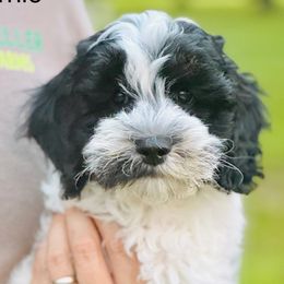 Bernie - Black and chalk male Australian Labradoodle puppy in Harrisonville, Missouri from Blessed Day Doodles