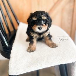 Gouda - Black & tan male Maltipoo puppy in Huntsville, Texas from Nelson Creek Farms