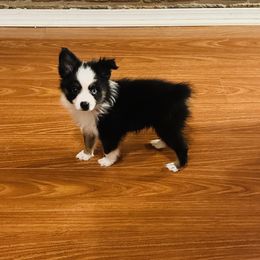 Larson at least one blue eye - Black tri male Toy Australian Shepherd puppy in Garvin, Oklahoma from Hochatown Awesome Aussies