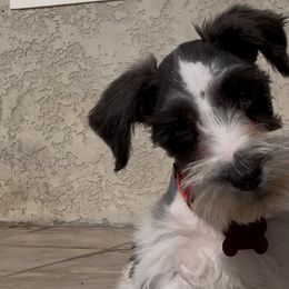 Cane Corso and Miniature Schnauzers from P1FamilyCanines