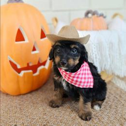 Forrest - Phantom male Bernedoodle puppy in Russell Springs, Kentucky from 270 Doodles