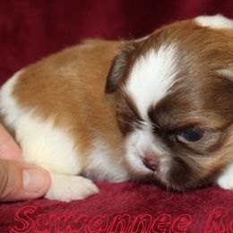Dachshunds and Shih Tzus from Suwannee Ranch