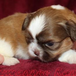 Dachshunds and Shih Tzus from Suwannee Ranch