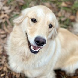 Golden Retriever Puppies from Highlander's Goldens of Howell