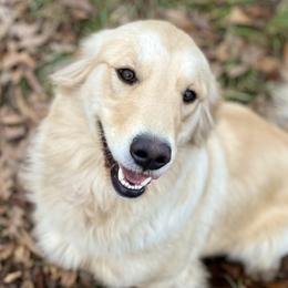 Golden Retriever Puppies from Highlander's Goldens of Howell