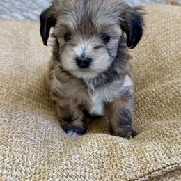 Pepper - Black and tan male Havapoo puppy in Pleasant Grove, Utah from Snuggle Buddies
