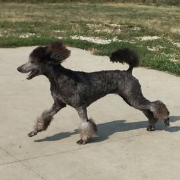 Misty - Poodle