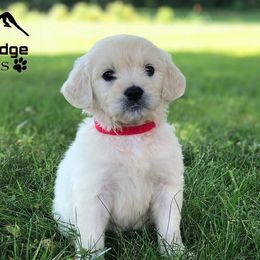 Goldendoodles and Irish Doodles from Blue Ridge Doodles