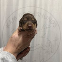 Girl 1 - Chocolate and cream female Dachshund puppy in Rockton, Illinois from K&M Dachshunds