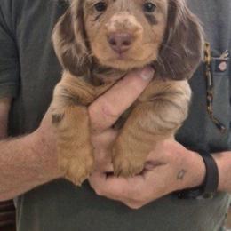 Chip - Dapple male Dachshund puppy in Plain City, Utah from Furry Godmother Pups