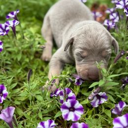 Pink Collar Lilac Tanpoint - Silver female Great Dane puppy in Greenville, South Carolina from Allen’s Ridge Ranch