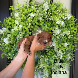Indiana - Red  male Goldendoodle puppy in Springville, Utah from JW Doodles