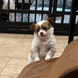 Rosie - Red and white female Chihuahua puppy in East Syracuse, New York from Blissful’s Chihuahuas