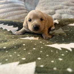 Holly - Cream female Dachshund puppy in Cabool, Missouri from Hidden Valley Farms