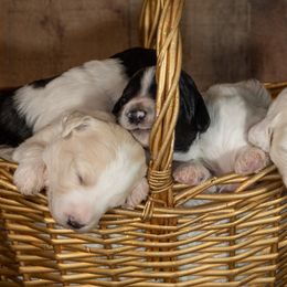 Sheepadoodle puppies from Dewey Doodles