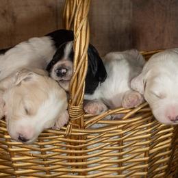 Sheepadoodle puppies from Dewey Doodles
