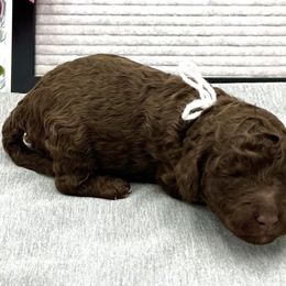 Girl 3 - Poodle puppy in Wildomar, California from Pounds Puppies Poodles