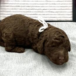 Girl 3 - Poodle puppy in Wildomar, California from Pounds Puppies Poodles