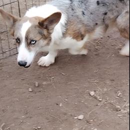 GIRL - Blue merle and white female Cardigan Welsh Corgi puppy in Las Vegas, Nevada from Victory Crown