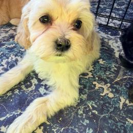 French Vanilla - with training - Cream female Cockapoo puppy in Boonville, North Carolina from Doods & Dolls
