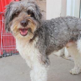 Australian Labradoodle puppies from EllsWORTH Labradoodles LLC