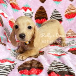 Cream Male Soft Wire Orange Collar - Cream male Dachshund puppy in Cleveland, Tennessee from Kelly's Doxie Farm