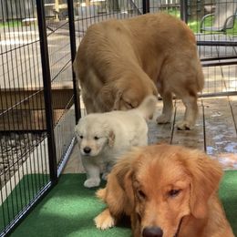 Golden Retriever and Siberian Husky Puppies from Nevani Goldens & Siberians