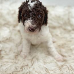 Churro - Parti male Poodle puppy in Otto, North Carolina from Wild Suns Farm