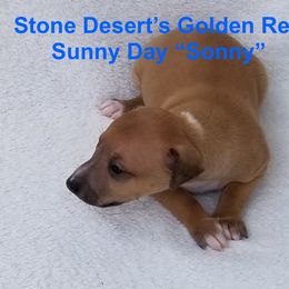 Sonny - Red male Italian Greyhound puppy in Irving, Texas from Stone Desert Italian Greyhounds